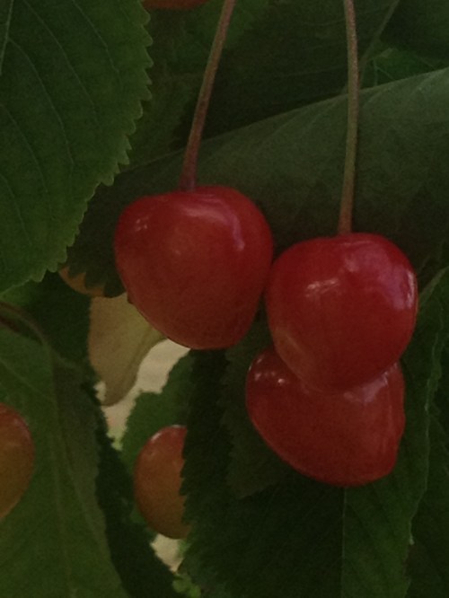 jardin debut juin 002