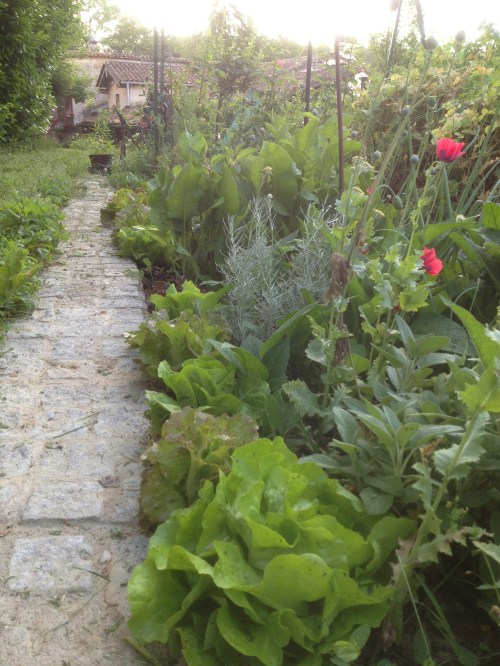 jardin debut juin 012