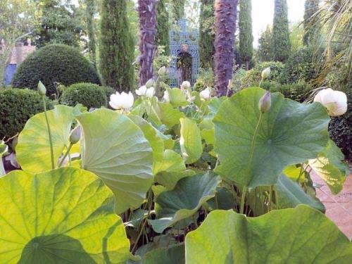 final draft 2017 garden tour.jpg